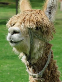 Close-up of llama, Sacred Valley, Machu Picchu, Cuzco, Peru