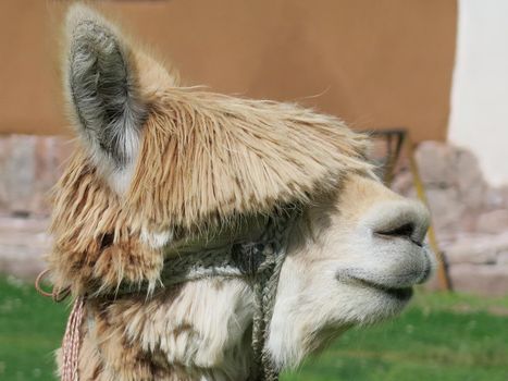 Close-up of llama, Sacred Valley, Machu Picchu, Cuzco, Peru