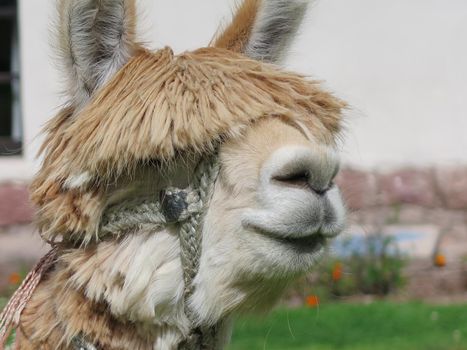 Close-up of llama, Sacred Valley, Machu Picchu, Cuzco, Peru