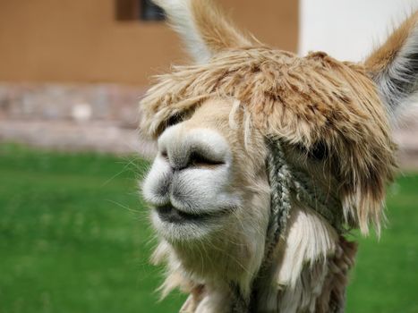 Close-up of llama, Sacred Valley, Machu Picchu, Cuzco, Peru