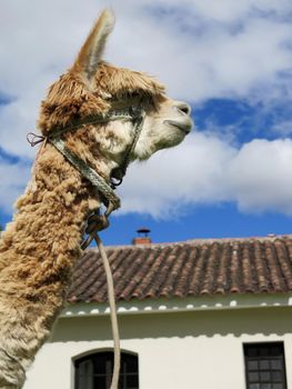 Close-up of llama, Sacred Valley, Machu Picchu, Cuzco, Peru