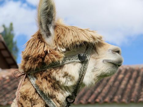 Close-up of llama, Sacred Valley, Machu Picchu, Cuzco, Peru