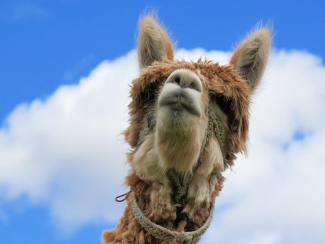 Close-up of llama, Sacred Valley, Machu Picchu, Cuzco, Peru