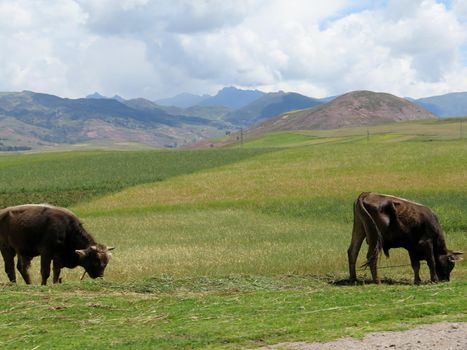 Agricultural field in Sacred Valley, Cusco Region, Peru