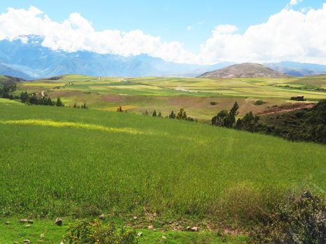 Agricultural field in Sacred Valley, Cusco Region, Peru