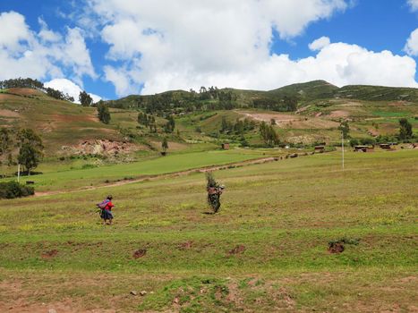 Agricultural field in Sacred Valley, Cusco Region, Peru