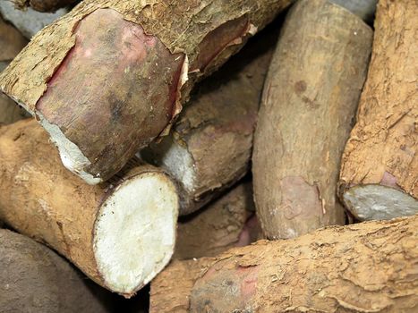 Raw cassava in the market