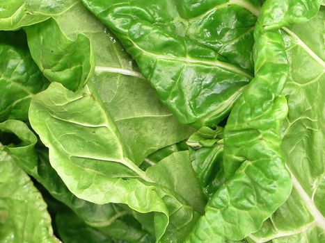 Bunch of Spinach for sale at the Farmers Market