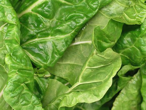 Bunch of Spinach for sale at the Farmers Market