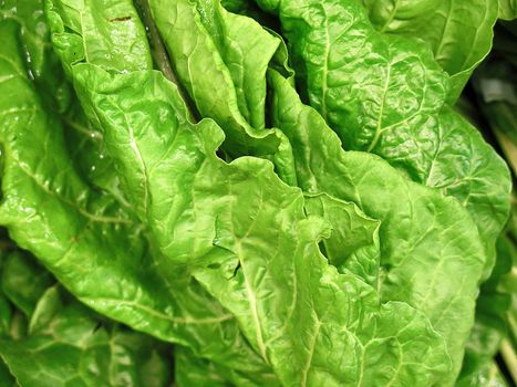 Bunch of Spinach for sale at the Farmers Market