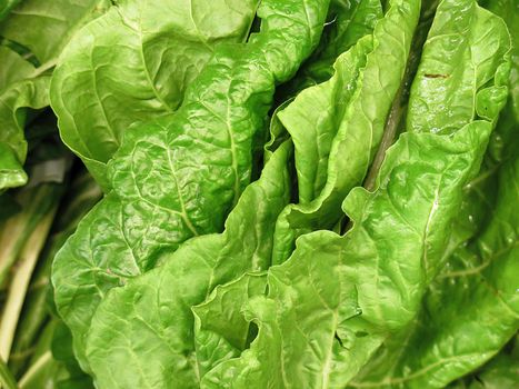 Bunch of Spinach for sale at the Farmers Market