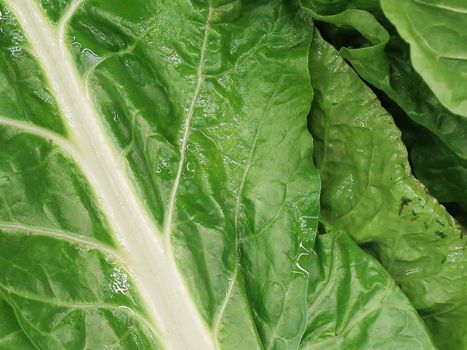 Bunch of Spinach for sale at the Farmers Market