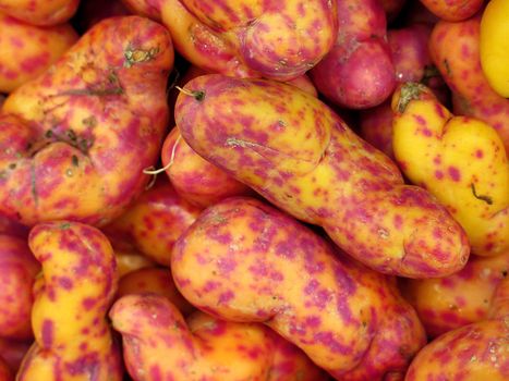 Red Olluquito. Peruvian tuber for sale at the Farmers Market