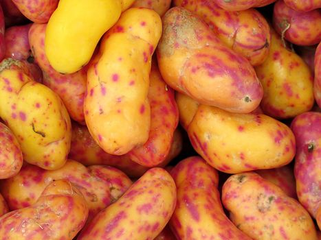 Red Olluquito. Peruvian tuber for sale at the Farmers Market