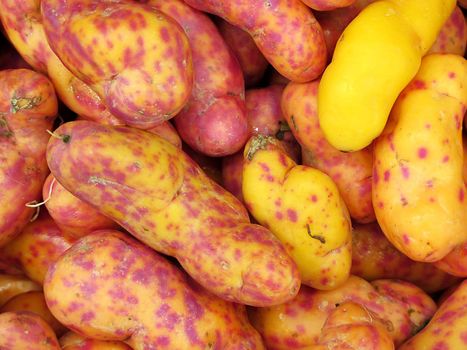 Red Olluquito. Peruvian tuber for sale at the Farmers Market