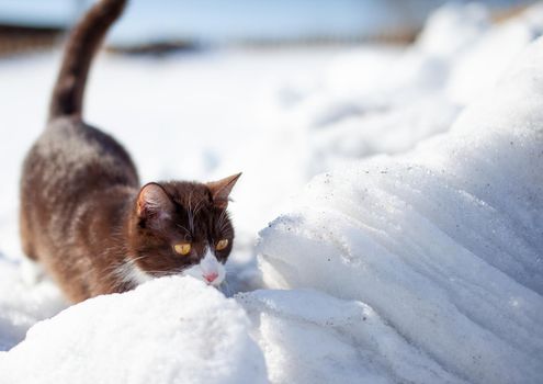 Cute kitten walks in the snow in winter. A brown cat makes its way through the snowdrifts. The pet walks on the white snow in winter.