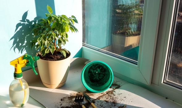 Spring Care for Houseplants, Awakening Houseplants to Spring. Replanting a plant in a new pot at home on the window.