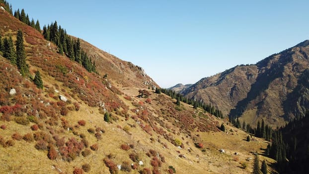 Autumn in the mountains. Yellow grass, green firs. View of the gorge from above, from a drone. High hills, a snow peak in the distance. Spruce trees and bushes grow. In some places steep cliffs.