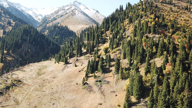 Autumn in the mountains. Yellow grass, green firs. View of the gorge from above, from a drone. High hills, a snow peak in the distance. Spruce trees and bushes grow. In some places steep cliffs.