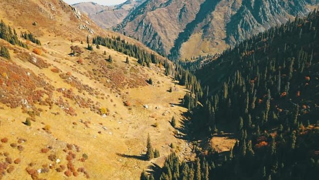 Autumn in the mountains. Yellow grass, green firs. View of the gorge from above, from a drone. High hills, a snow peak in the distance. Spruce trees and bushes grow. In some places steep cliffs.