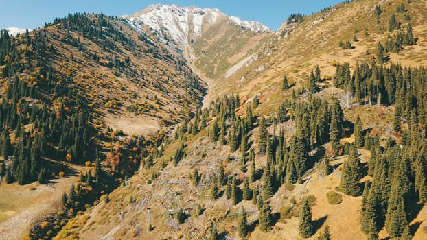 Autumn in the mountains. Yellow grass, green firs. View of the gorge from above, from a drone. High hills, a snow peak in the distance. Spruce trees and bushes grow. In some places steep cliffs.