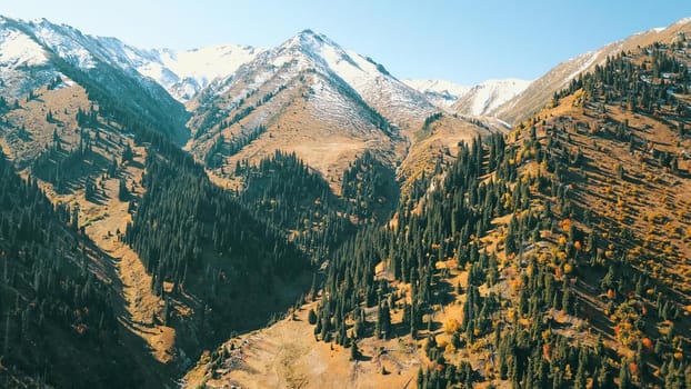 Autumn in the mountains. Yellow grass, green firs. View of the gorge from above, from a drone. High hills, a snow peak in the distance. Spruce trees and bushes grow. In some places steep cliffs.