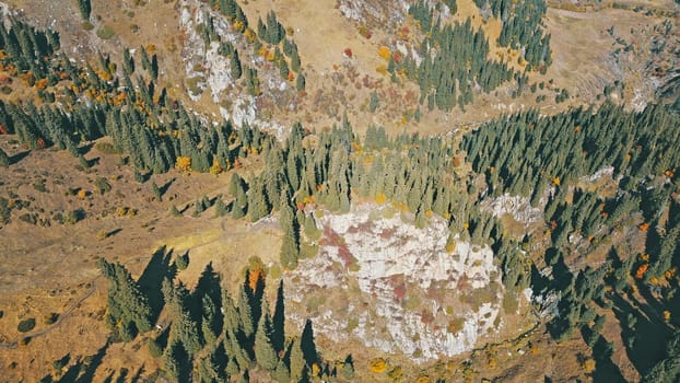 Autumn in the mountains. Yellow grass, green firs. View of the gorge from above, from a drone. High hills, a snow peak in the distance. Spruce trees and bushes grow. In some places steep cliffs.