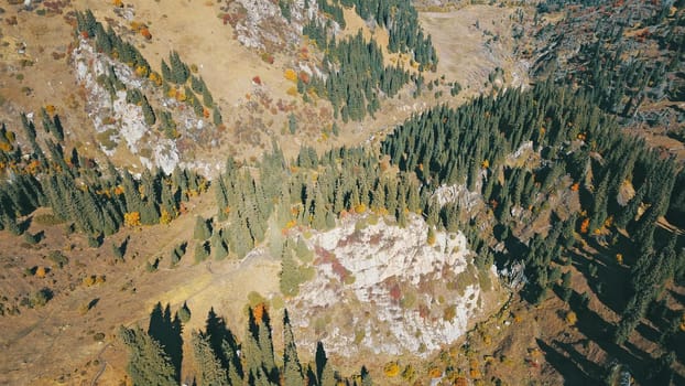 Autumn in the mountains. Yellow grass, green firs. View of the gorge from above, from a drone. High hills, a snow peak in the distance. Spruce trees and bushes grow. In some places steep cliffs.