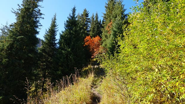 Landscape of autumn mountains and forests. Leaves on trees and bushes, grass shimmer orange-yellow. The fir trees are green, the sky is blue. There is snow on the mountains and hills in some places.