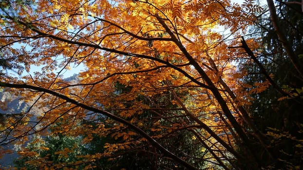 Landscape of autumn mountains and forests. Leaves on trees and bushes, grass shimmer orange-yellow. The fir trees are green, the sky is blue. There is snow on the mountains and hills in some places.