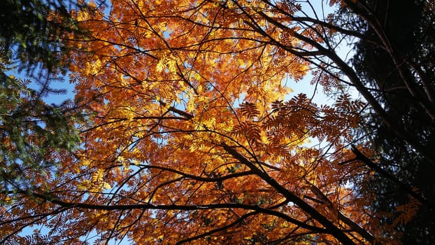 Landscape of autumn mountains and forests. Leaves on trees and bushes, grass shimmer orange-yellow. The fir trees are green, the sky is blue. There is snow on the mountains and hills in some places.