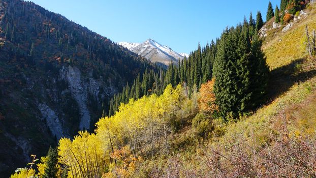 Landscape of autumn mountains and forests. Leaves on trees and bushes, grass shimmer orange-yellow. The fir trees are green, the sky is blue. There is snow on the mountains and hills in some places.