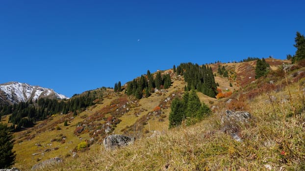 Landscape of autumn mountains and forests. Leaves on trees and bushes, grass shimmer orange-yellow. The fir trees are green, the sky is blue. There is snow on the mountains and hills in some places.