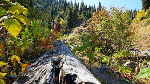 Forest autumn landscape in the mountains. There is an old big tree. Yellow-green leaves all around. In the distance you can see fir trees and hills of mountains. The grass is already turning yellow.