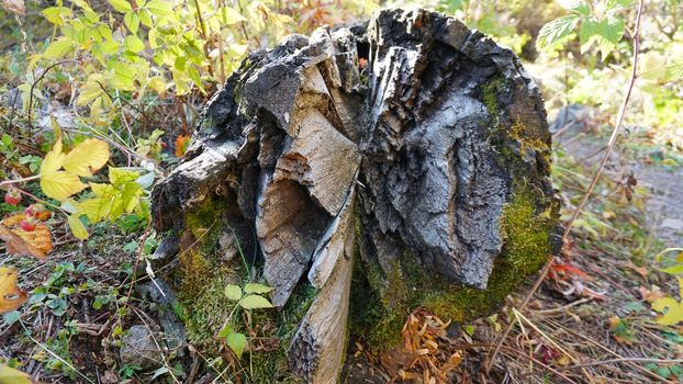 Macro photography of a tree ring in the forest. The bark of an old tree lies on the path among yellow, green and red leaves and grass. Autumn landscape. The bark and raspberries are clearly visible.