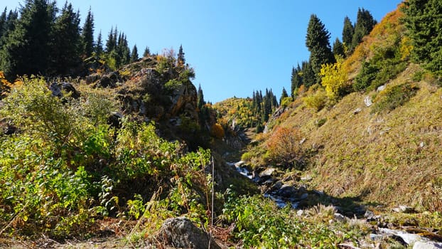 River in the gorge of mountains and forests. Autumn time. Yellow leaves on the trees, the grass is green-yellow. Moss is green on the rocks. A small river with a cascade of water. Forest landscape.