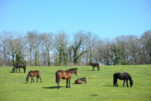 Horses grazing, resting, playing and sleeping on a green grass under the sun.