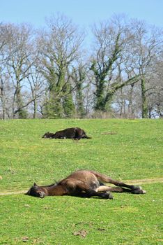 Horses sleeping on a green grass under the sun.