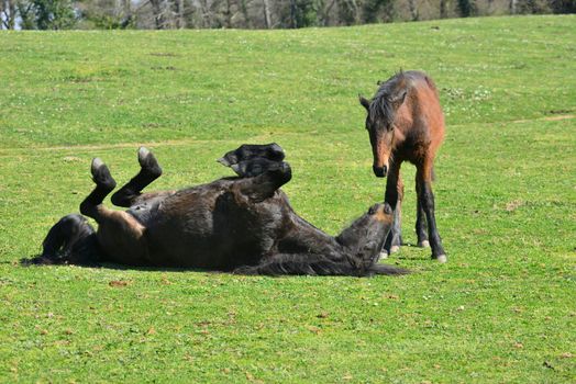Horses grazing, resting, playing and sleeping on a green grass under the sun.