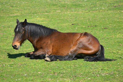 Horses grazing, resting, playing and sleeping on a green grass under the sun.