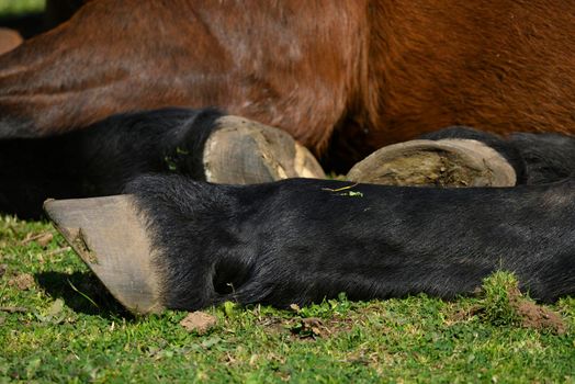 Close up of hoofs of horse resting on green grass