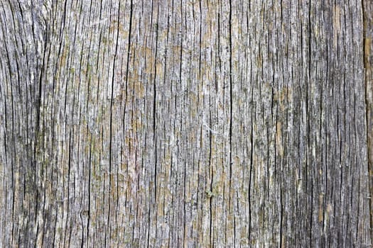 An abstract of weathered wood. The wood is heavily weathered and lightly cracked along the wood grain.