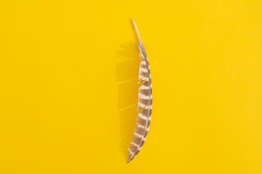 owl feather with hard shadow on colorful background. High quality photo