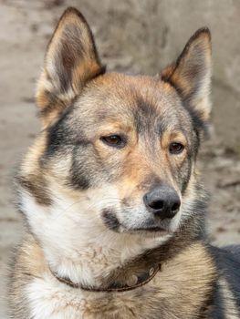 portrait of a young dog laika. close-up. High quality photo