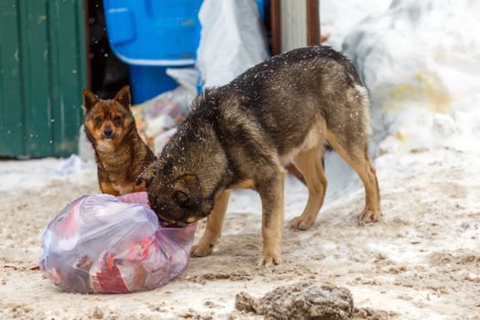 two stray dogs take away garbage bags at winter day under snowfall.