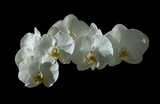 White flowers on a black background. Isolated object. Orchid with white petals.