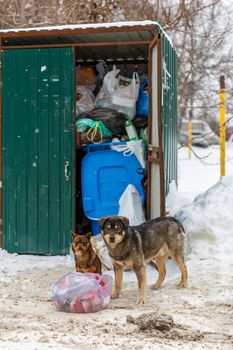 two stray dogs take away garbage bags at winter day under snowfall.