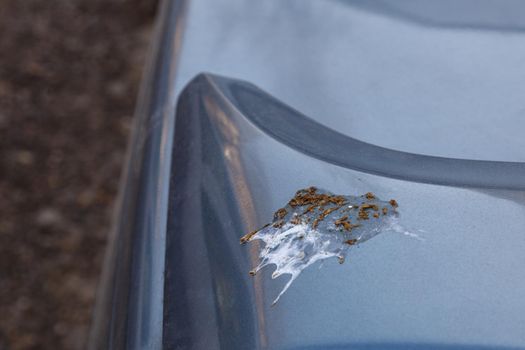 bird shin on car surface - close-up with selective focus.