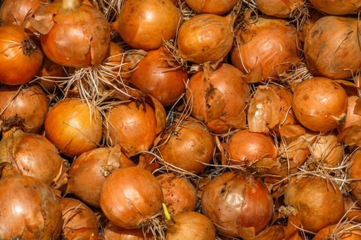 full frame close-up background of root sprouted onions in wet cold basement.