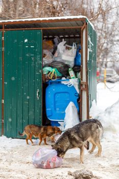 two stray dogs take away garbage bags at winter day under snowfall.